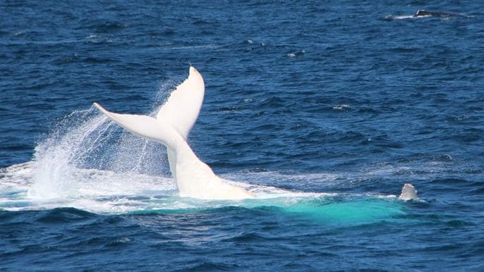Magnificent white humpback whale filmed off coast of Australia