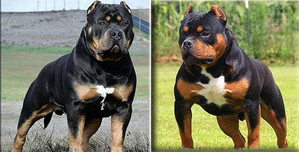 pitbull breed with rottweiler