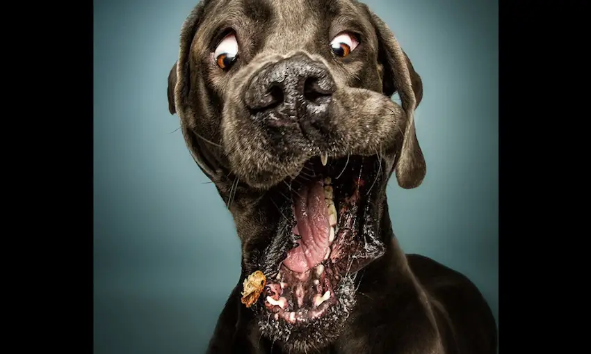 treat-faces-1