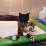 cat_nurses_other_animals_back_to_health_91