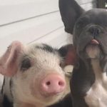 pig-and-dog-friendship