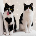 Meet-Zo-the-cat-who-literally-wears-her-heart-on-her-chest-585db912df86a__700