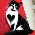 Meet-Zo-the-cat-who-literally-wears-her-heart-on-her-chest-585db91dcab19__700