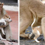 monkey-adopts-puppy-in-india-featured