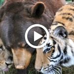 bear-tiger-lion-become-friends-featured