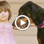doberman_dog_saves_toddlers_life_featured