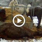 frozen_horse_miraculous_recovery_featured