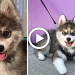 norman_the_pomsky_featured