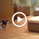 husky_mom_pups_playing_featured
