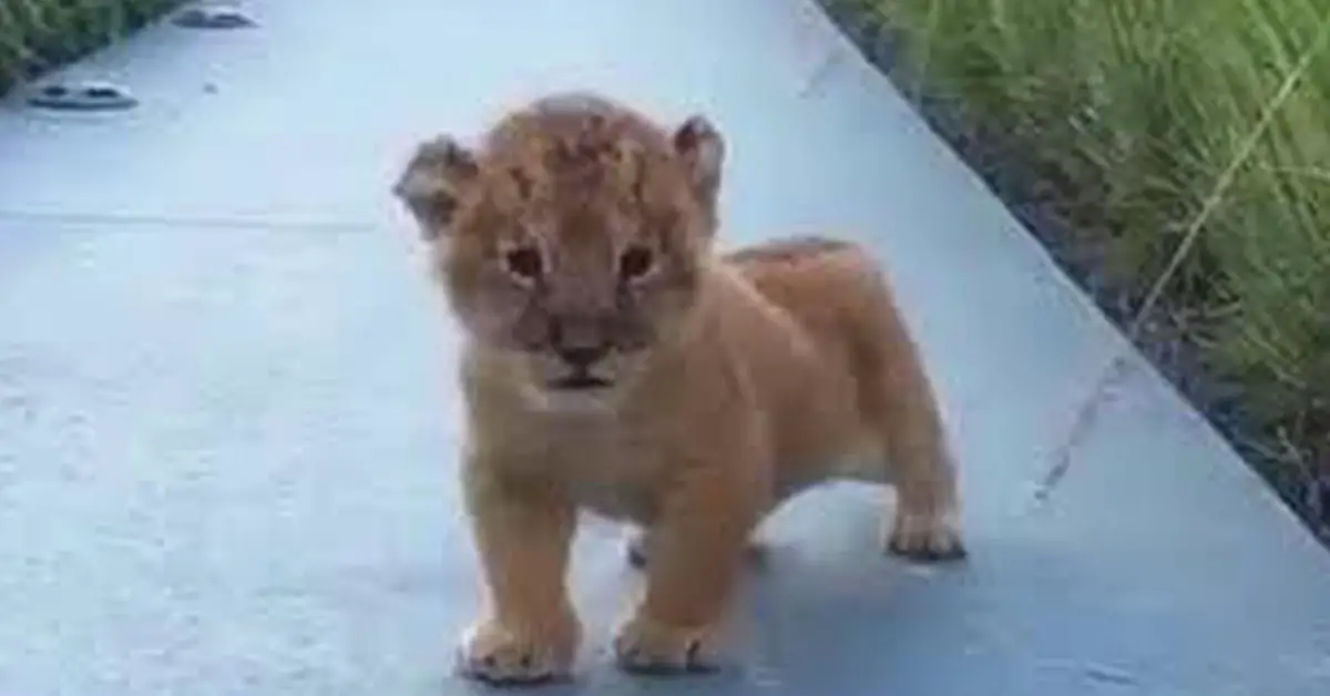 Tiny lion cub tries his best to roar, but sound he makes has internet in hysterics