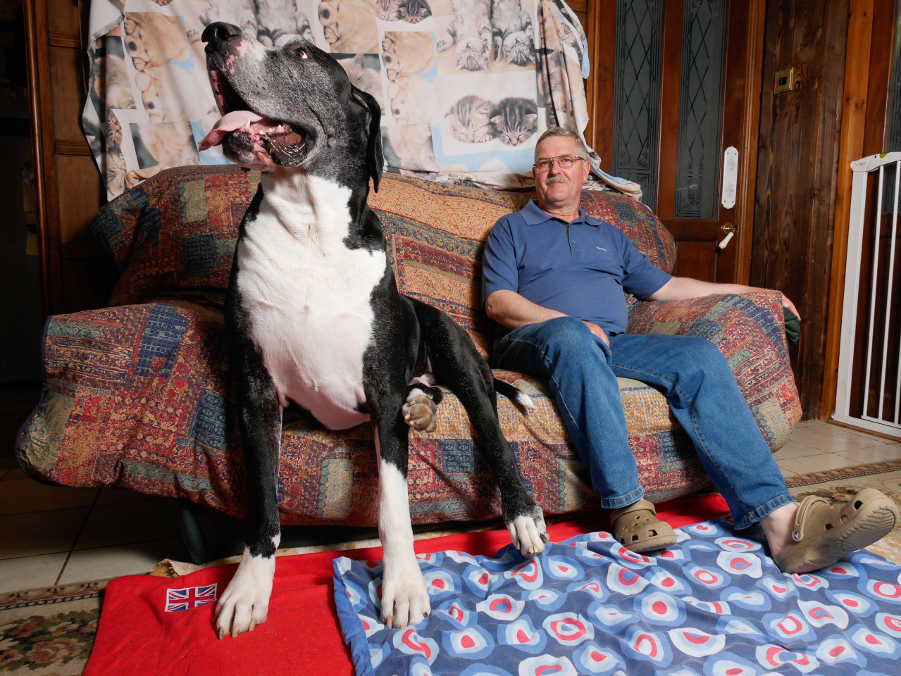 Вырастет пес. Большая собака в квартире. Собаки в доме самые большие. Большая собака на диване. Большая собака в маленькой квартире.