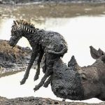 a-rhino-saving-a-baby-zebra-which-was-stuck-in-the-mud-animal-kingdom-shows-us-true-compassion-i