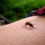 mosquito_bite