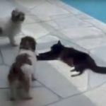 cat-pushes-dog-annoyed-swimming-pool-dogs-talking-2