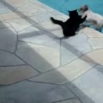 cat pushes dog into pool
