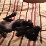 Thor-The-Funny-Great-Dane-Puppy-Refuses-To-Get-Out-Of-Bed-At-330-In-The-Morning