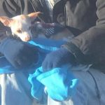 homeless-man-helps-save-chihuahua-2