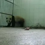 panda-3