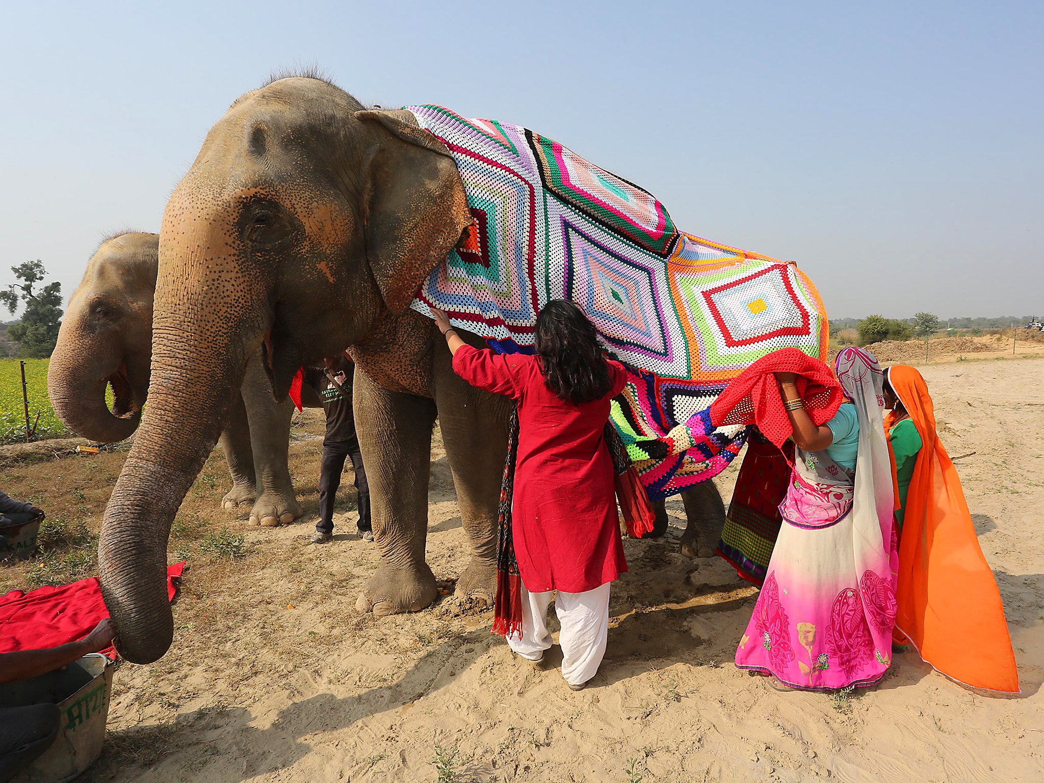 Я и мой слон. Индийский слон. Попона для слона. Индия слоны. Попоны для слонов.