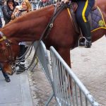 frenchie_meets_police_horse_featured