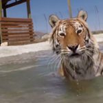 tigers-pool-696×385