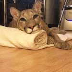 zoo-rescued-puma-house-cat-messi-russia-13
