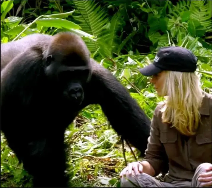 He raised a gorilla and 6 years later it meets his wife in a touching ...