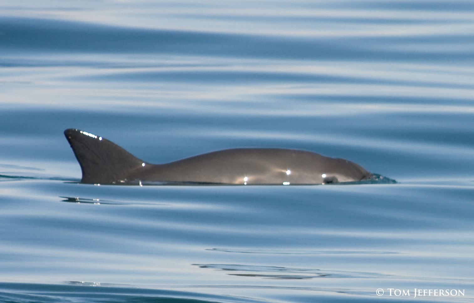 Scientists expect total extinction as only 22 Vaquita porpoises left in