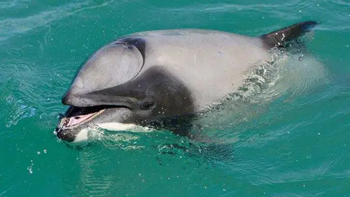hectors-dolphin - MajesticAnimals.net