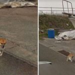 puppy chasing google street car