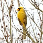 yellow_cardinal