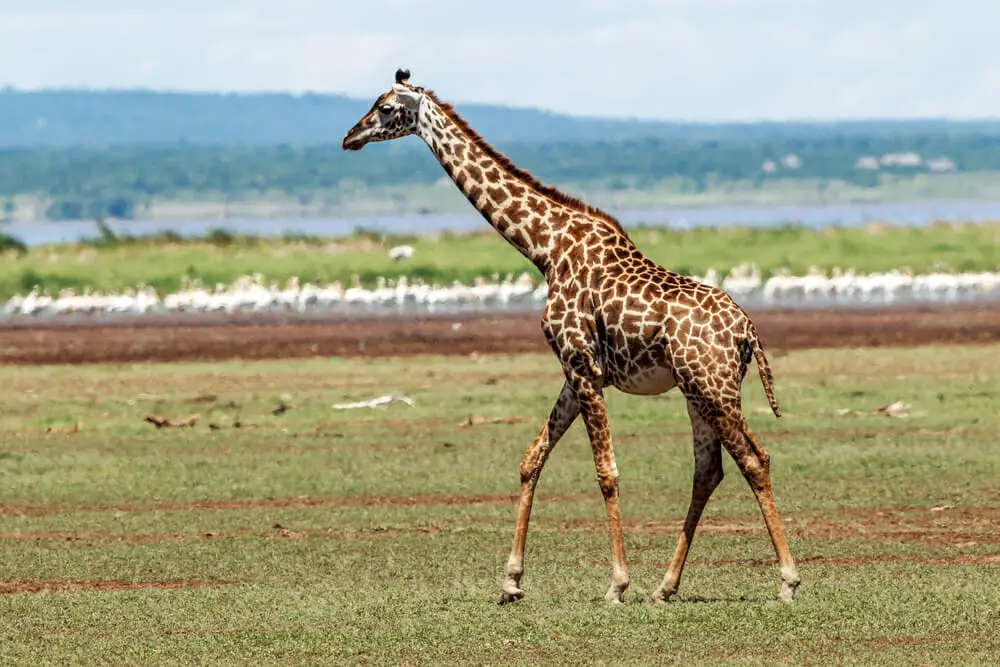 Masai giraffes declared endangered, after poachers wipe out half the