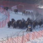 herd of bison