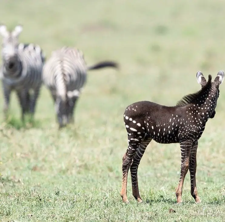 black baby born with tail black baby born with tail