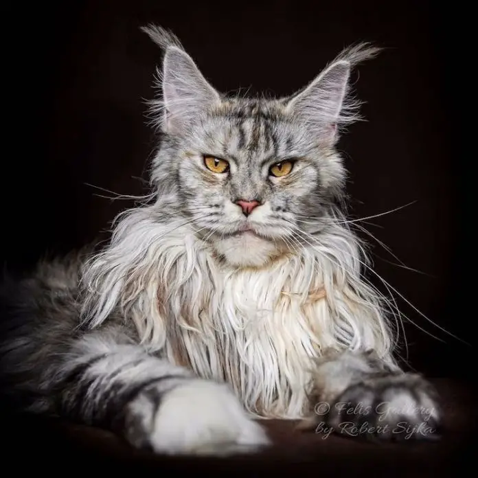 Majestic Pictures Show The True Beauty Of Maine Coons giant-maine-coon-size-cats-for-sale-maine-coon-price