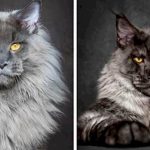 majestic maine coons