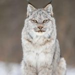 canada lynx