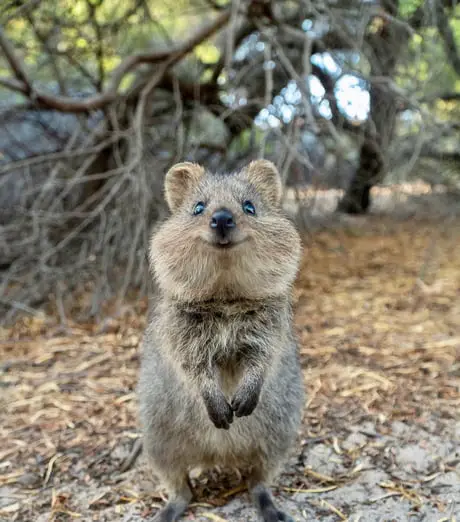 Meet quokkas - the happiest animals on Earth