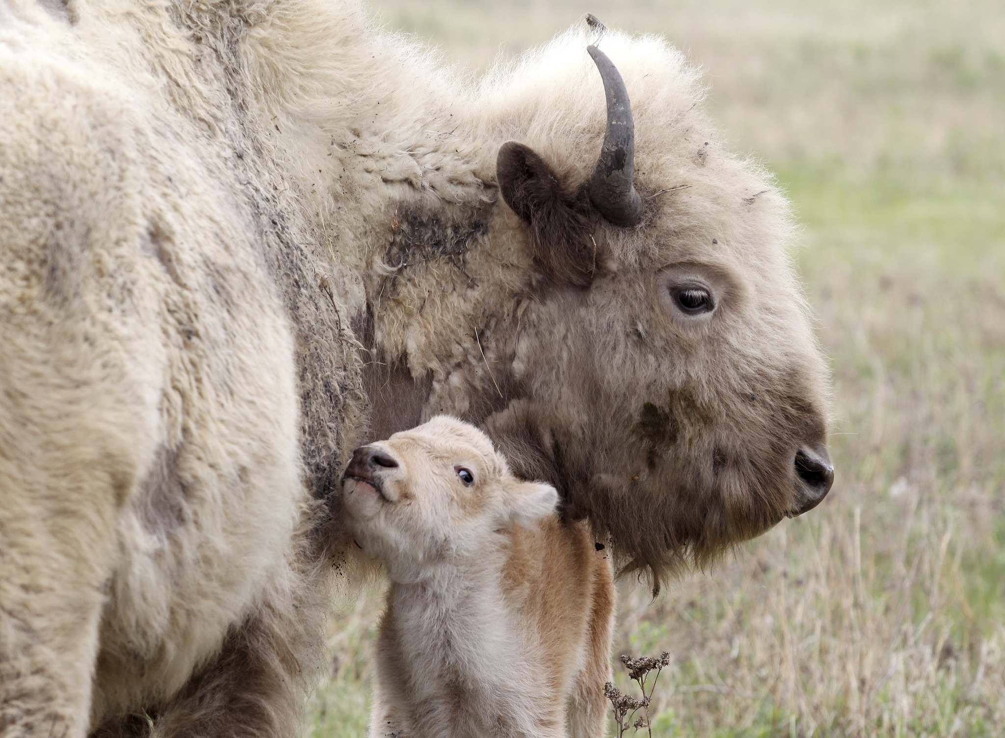 Birth of rare white bison a blessing for Dakota Nation