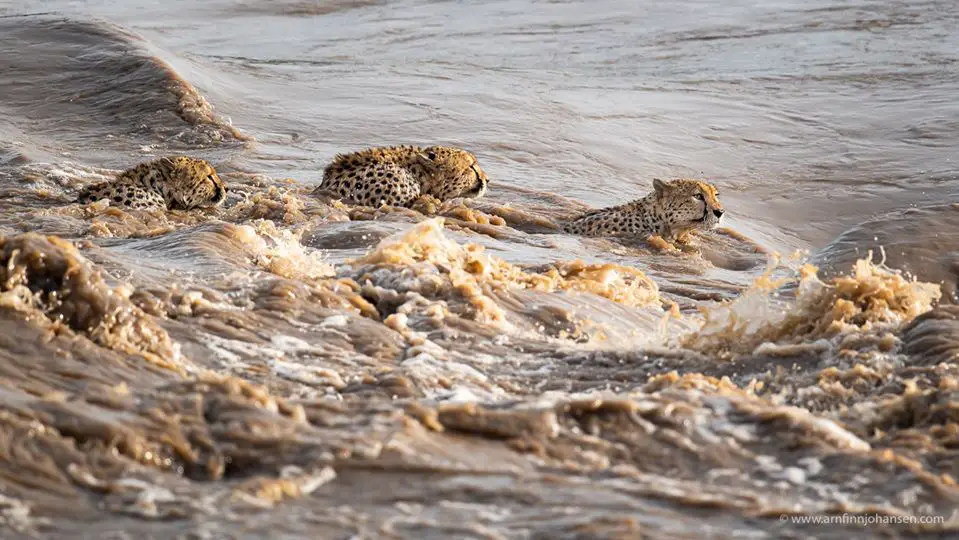 Fiʋe Cheetah Brothers Swiммing Across Flooded Riʋer