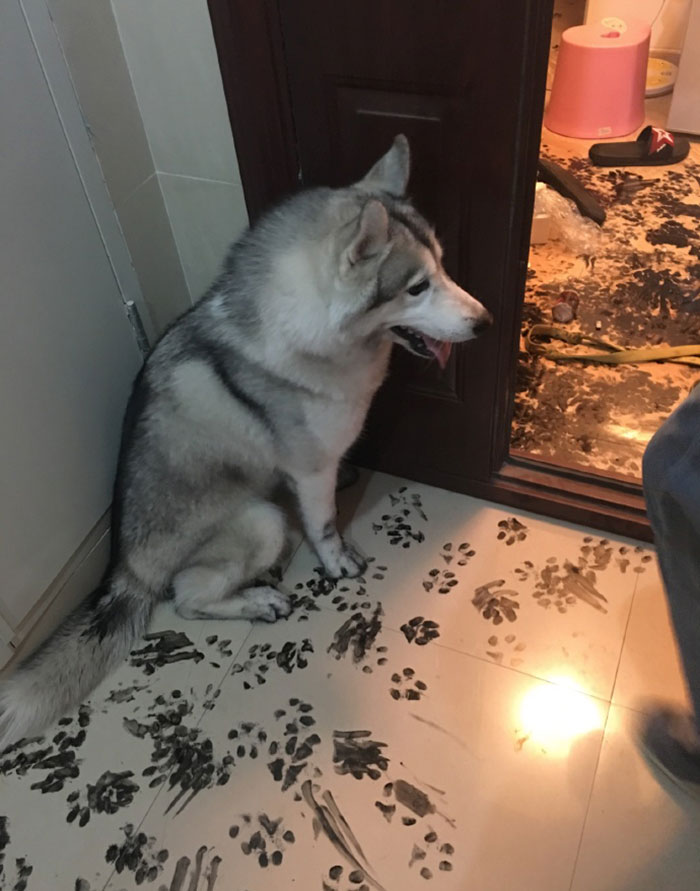 husky in apartment