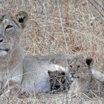 lioness adopts leopard cub