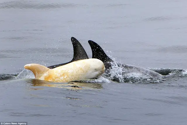 a baby albino dolphin swimming