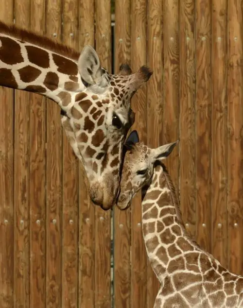 giraffe giving birth