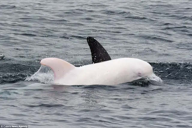 a baby albino dolphin swimming