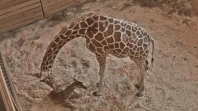 giraffe giving birth