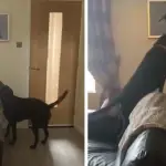dog’s touching reaction