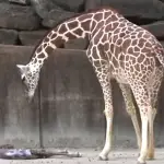 giraffe gives birth