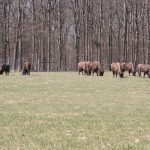 bison-oxen-3302264_1280