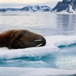 walrus takes a nap